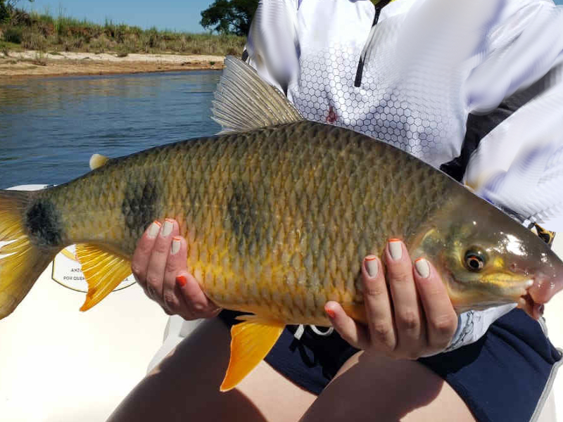 pousada, argentina, pesca
