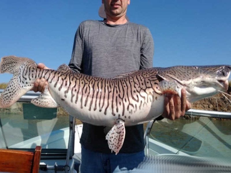 pousada, argentina, pesca